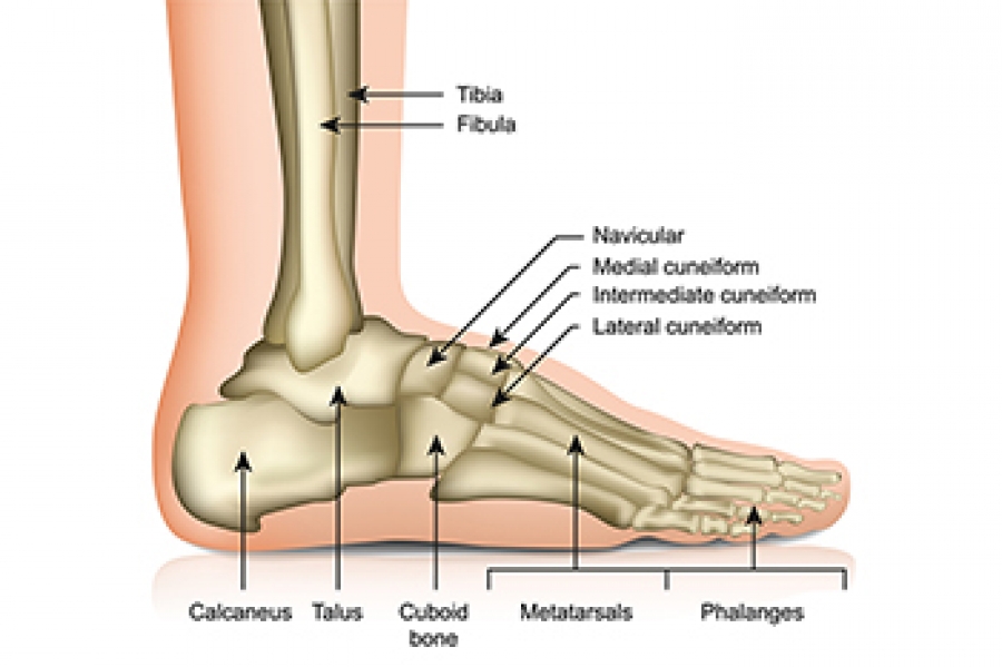 span hul forbruge How the Ankle Joint Works